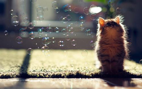 抖音莫点我名熊猫头像2