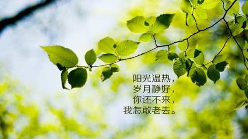 单身狗证书头像6