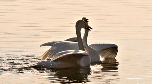 分爱dj慢摇，分爱dj加快不变声