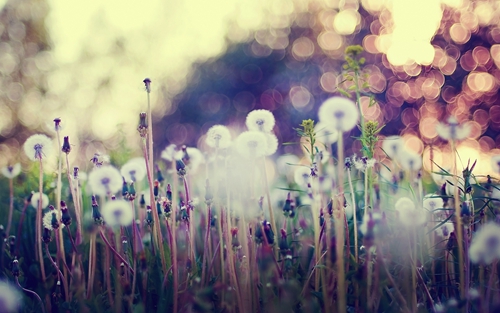怀念最初爱情的句子 
