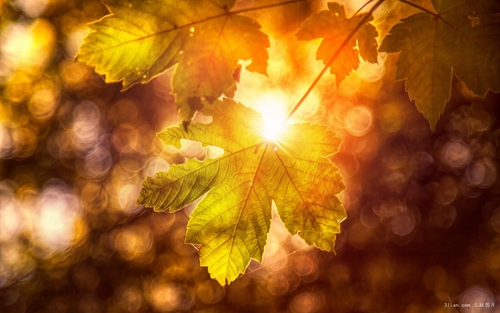 Baroque cantabile - Paul Mauriat（hes already gone - Carrie Rodriguez）