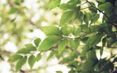 春节拜访幽默段子（打错信息） 
