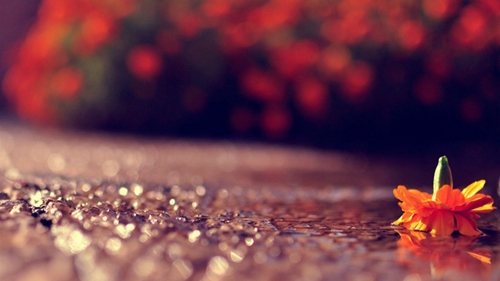 lazy day afternoon - Plain White T s（I Built Myself A Metal Bird - Thee Silver Mt. Zion）