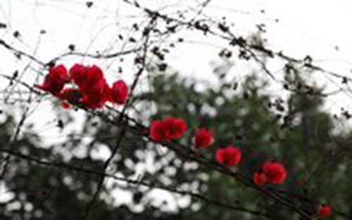 晚安撩老公情话图片